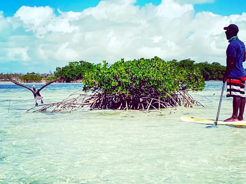 A guide standing on his board beside a small mangrove islet as a seabird takes off over the shallows