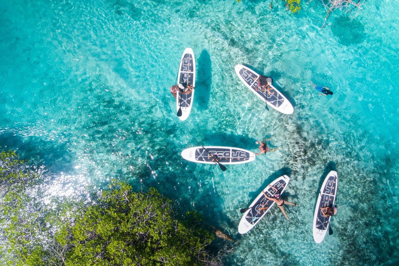 Five paddleboarders seen from above in clear, shallow water at the edge of the mangroves