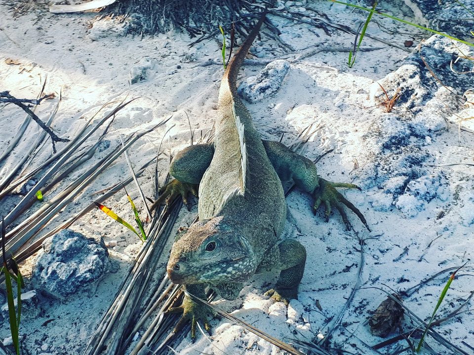A Turks and Caicos rock iguana on white sand among dry palm fronds
