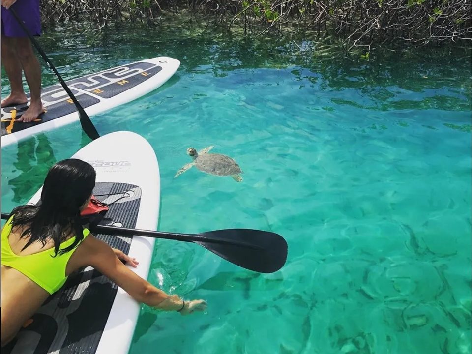 A sea turtle swims past a paddleboarder kneeling on her board in clear mangrove water